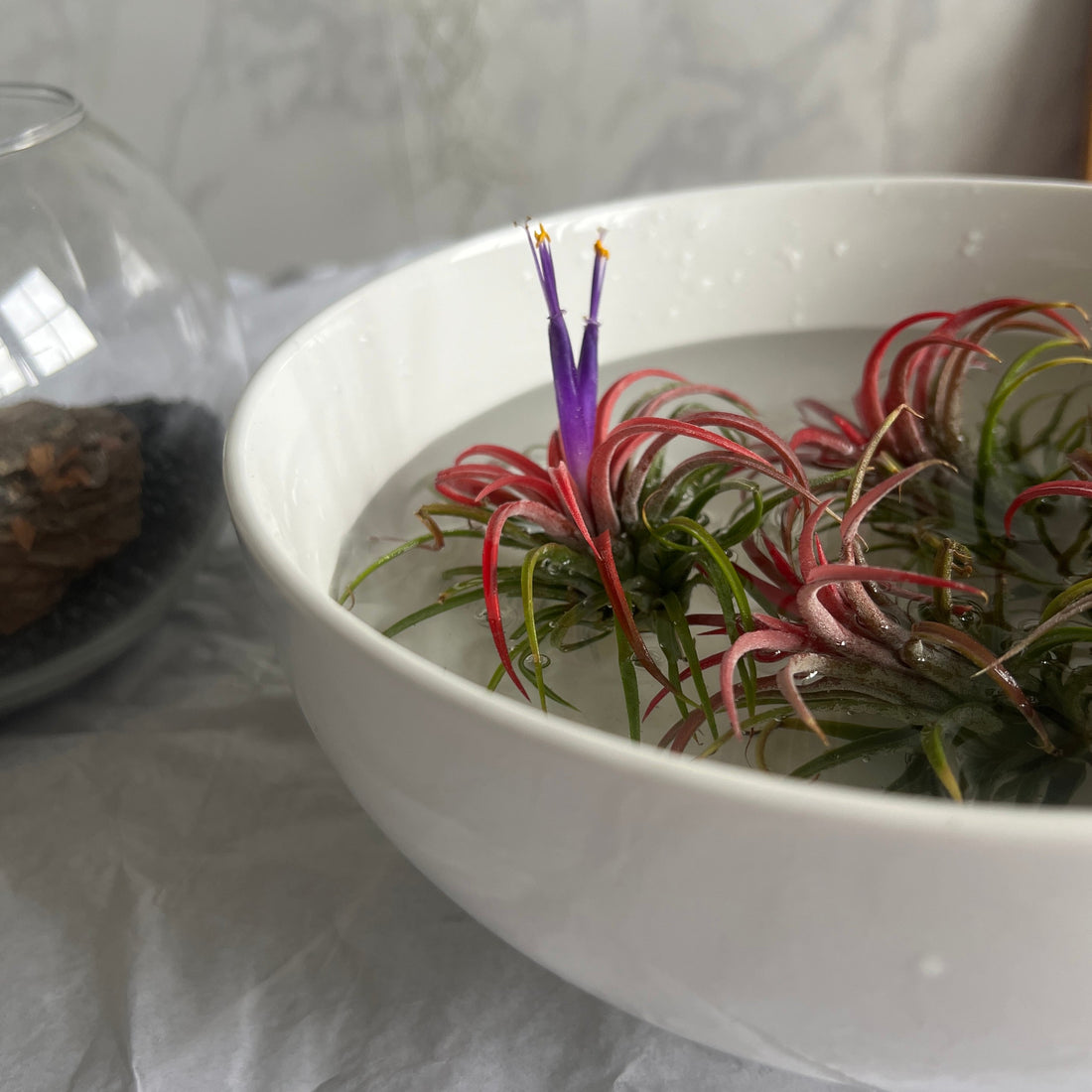 planta de aire ionantha riego y cuidados