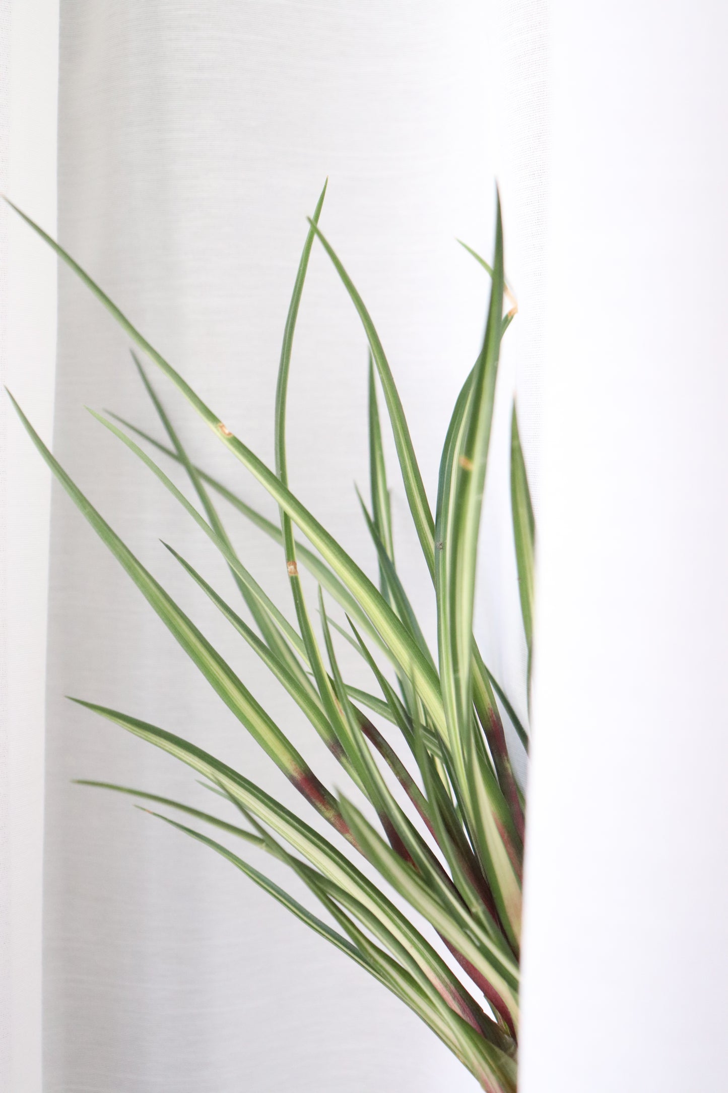 Variegada