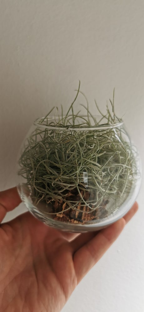 Curly Terrarium