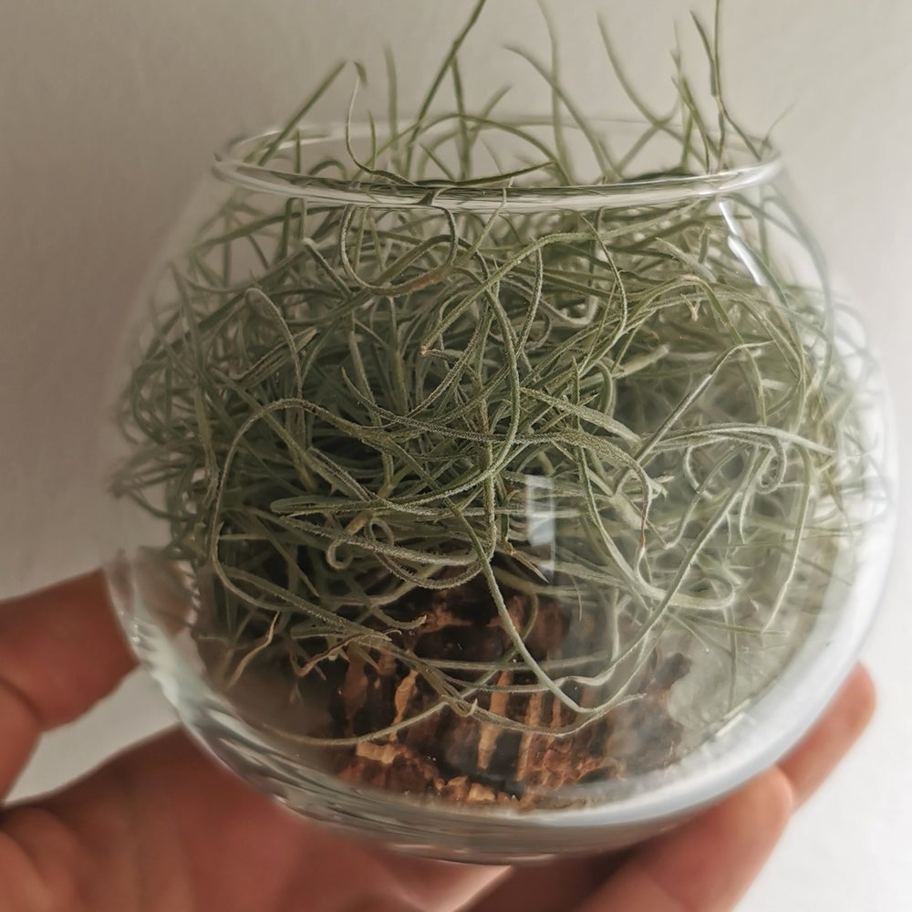 Curly Terrarium