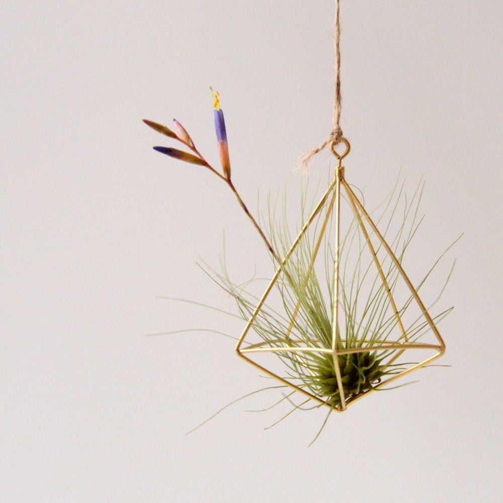 regalo original colgador de latón con planta de aire Tillandsia Argentea