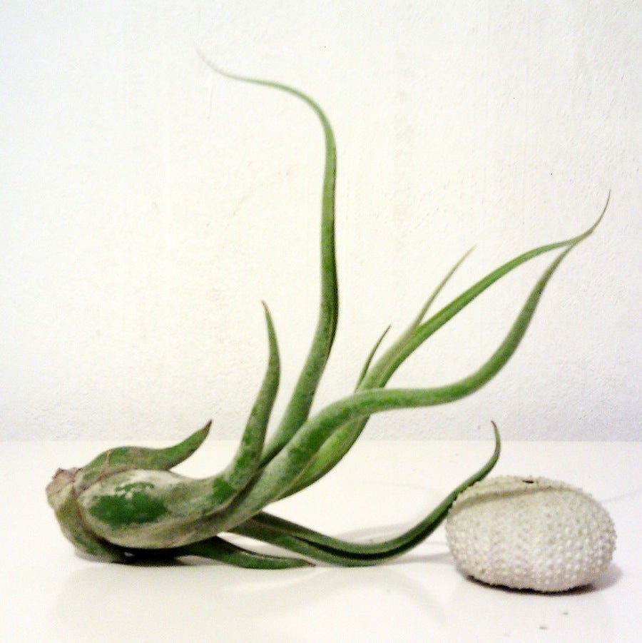 planta tillandsia caput medusae planta epifita exotica, planta para regalo