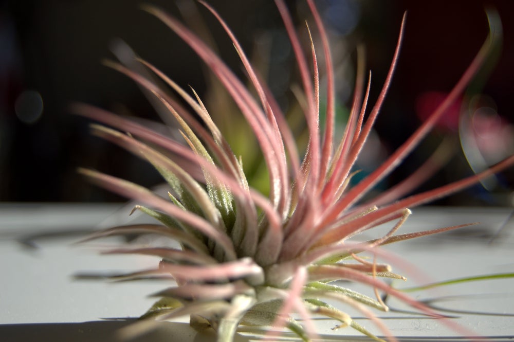 planta de hoja roja, tillandsia ionantha red
