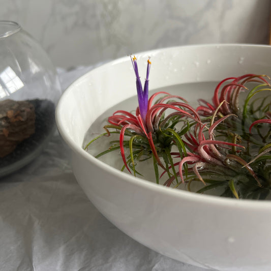 planta de aire ionantha riego y cuidados