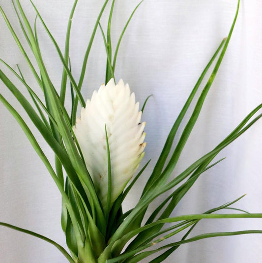 tillandsia cyanea albo, planta de aire, flor blanca, espectacular planta en floración unica