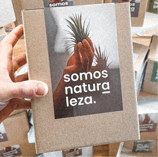 caja regalo plantas de aire tillandsia  con slogan: somos naturaleza
