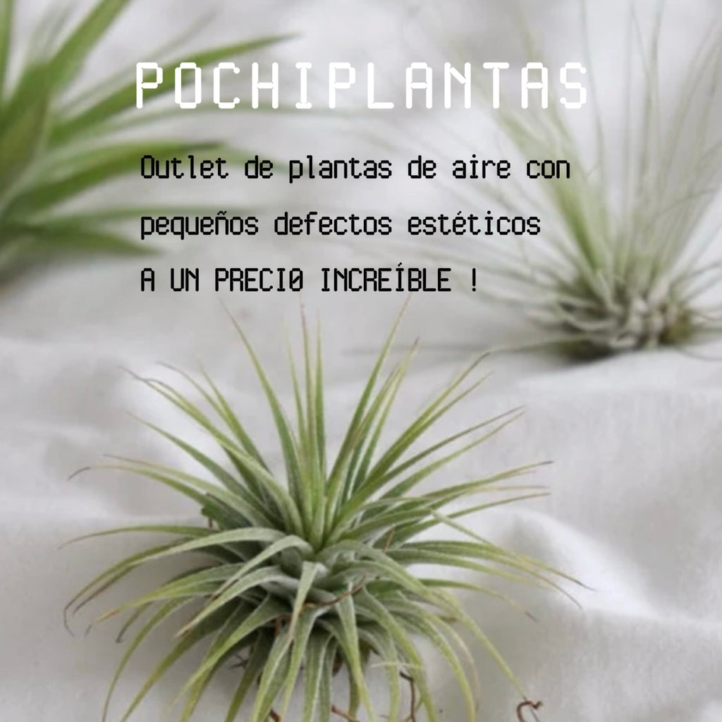 pochiplantas
