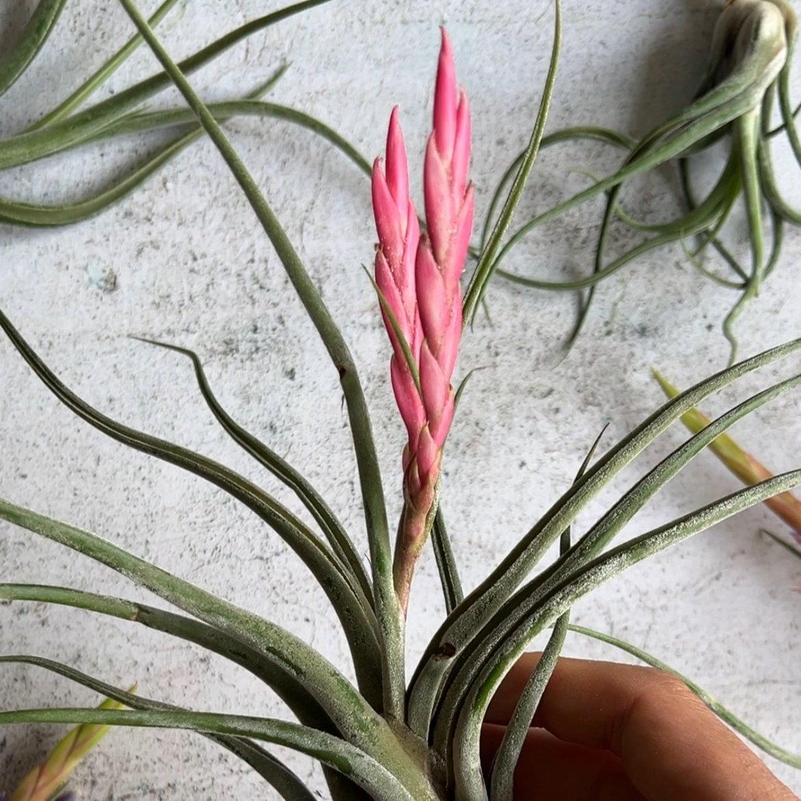 detalle flor caput medusae tillandsia