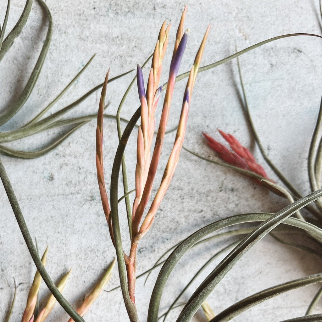 detalle flor planta epifita airplant caput medusae