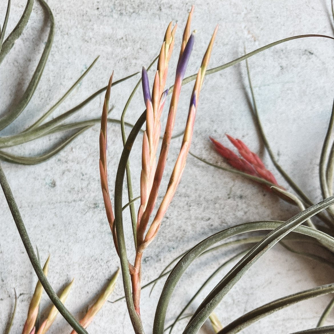 detalle flor planta epifita airplant caput medusae