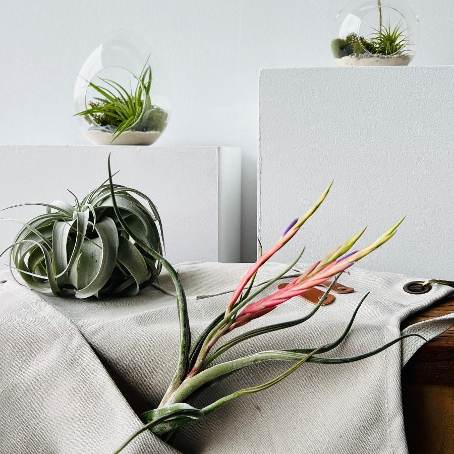 composición terrarios plantas de aire, plantas epífitas ideales para regalo, detalle original y plantas naturales y sorprendentes