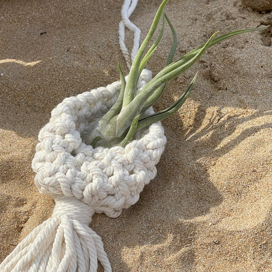 colgador de macramé para planta colgante planta del aire caput medusae