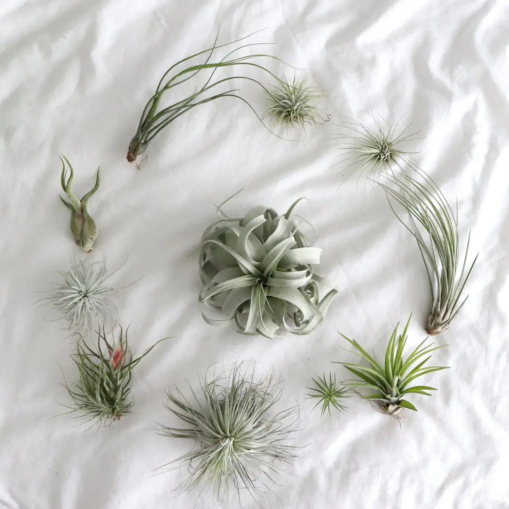 coleccion tillandsias, plantas de aire, exóticas plantas sin tierra. Variedades oiginales como tillandsia xerografica, magnusiana, multiflora, planta de aire pruinosa, tectorum snow, caput medusae, juncea, ionantha, argentea, butzi. Plantas epífitas que viven sin tierra, ideal para regalo o para decorar tu hogar de forma verde y sostenible. Plantas para regalo o plantas de coleccionista. Acerca la naturaleza a tu hogar