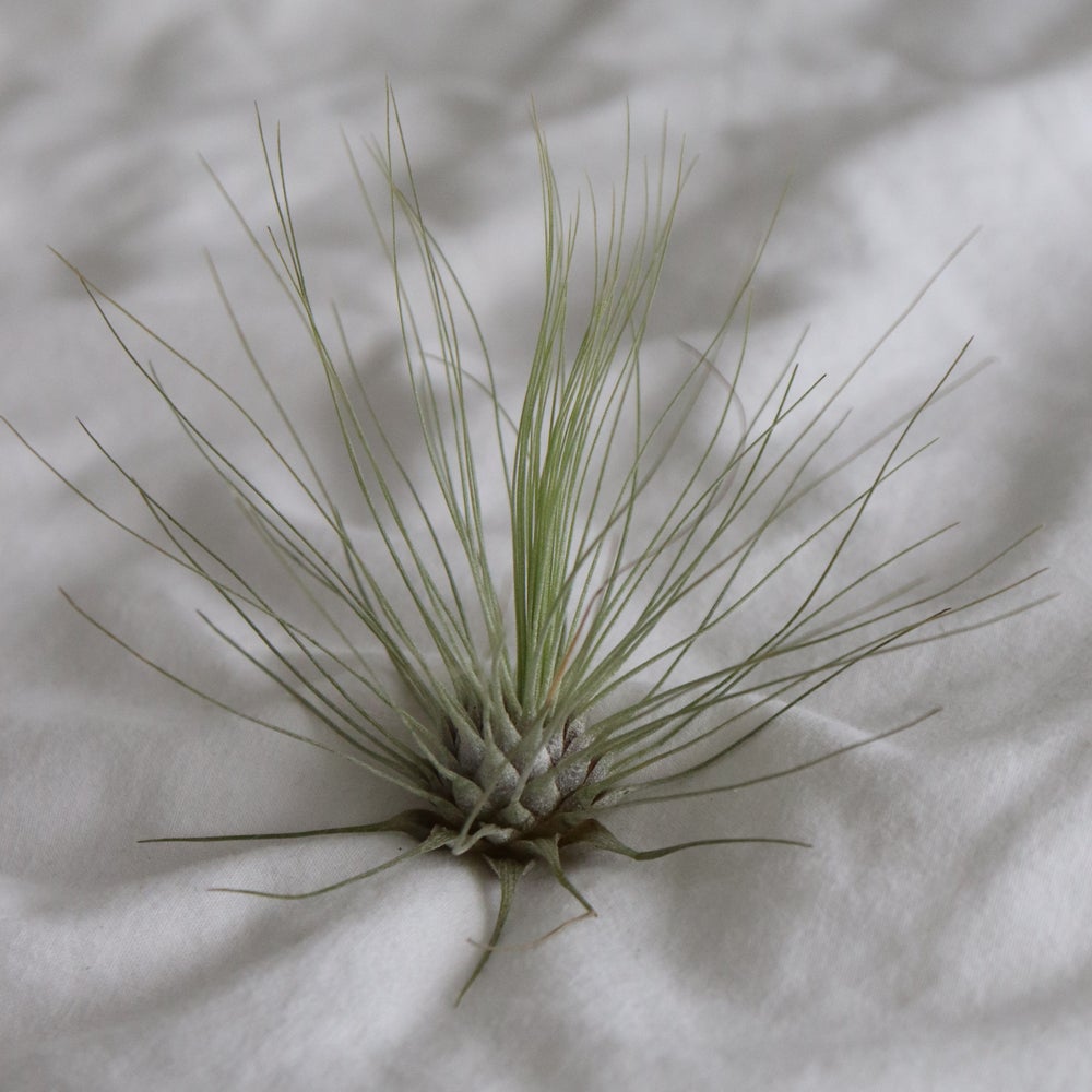 tillandsia argentea planta de aire
