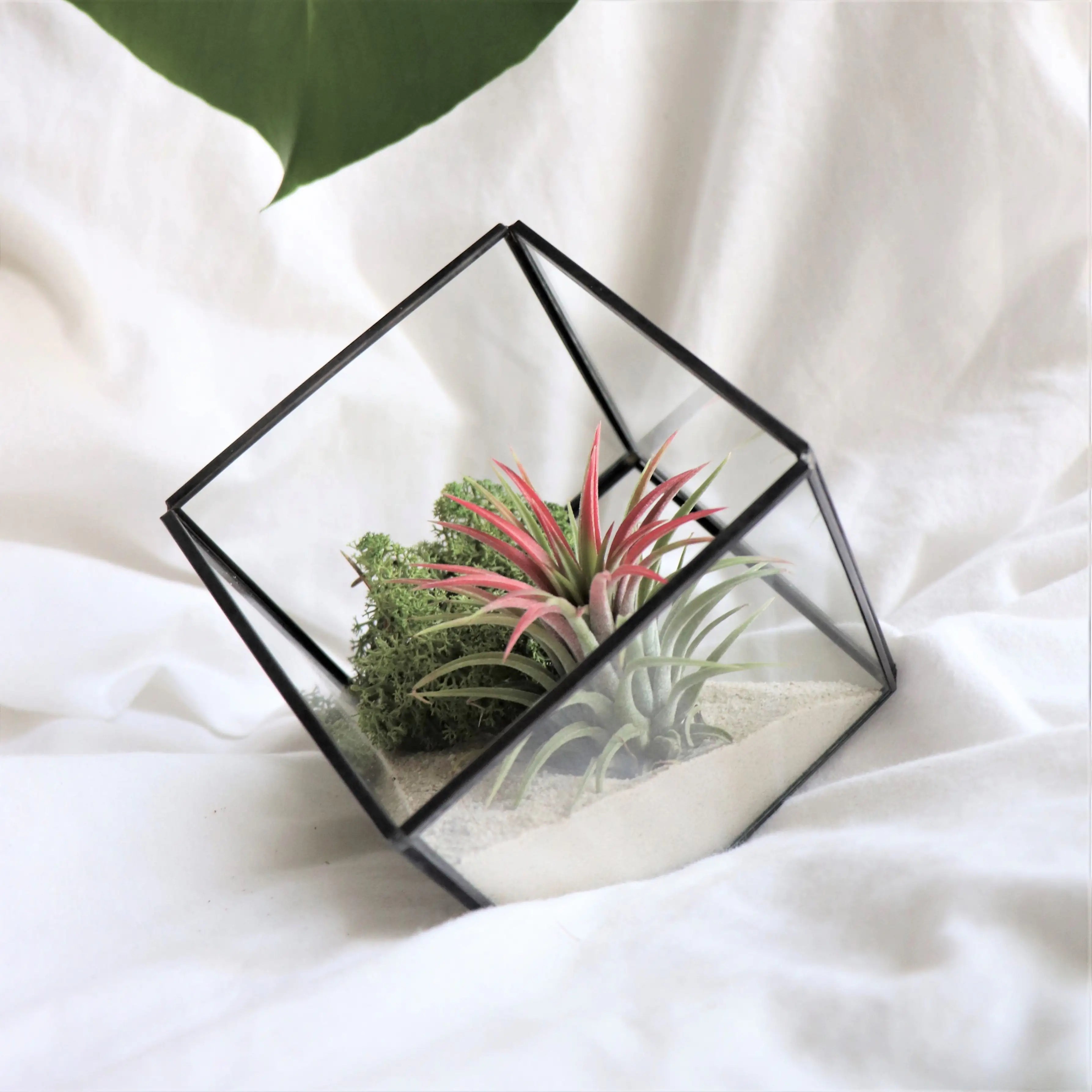 terrario geometrico de cristal para regalo con forma de cubo, composición con arena, liquen de islandia verde y planta ionantha con hoja rosa, planta que vive sin tierra ideal para regalo o como detalle de empresa y decoración del hogar o trabajo
