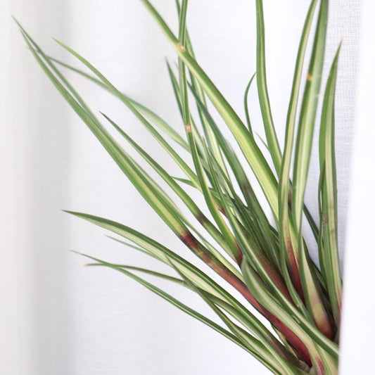 Variegada