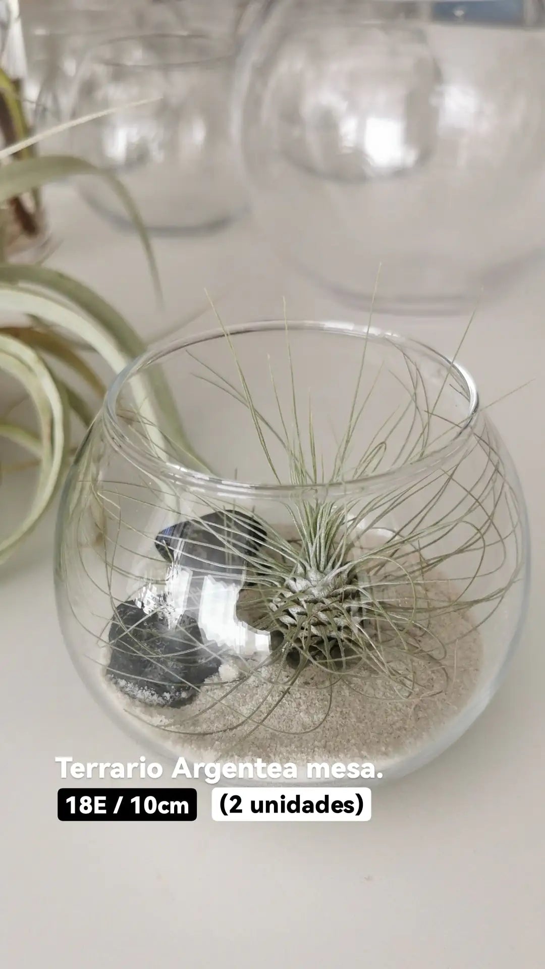 Captura de antalla de instagram plantasdeaire. Terrario Argentea mesa 18€/10cm 2 unidades