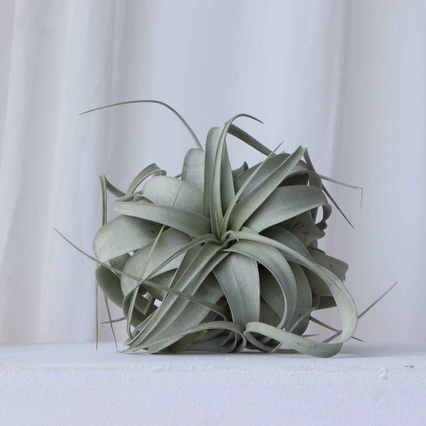 xerographica