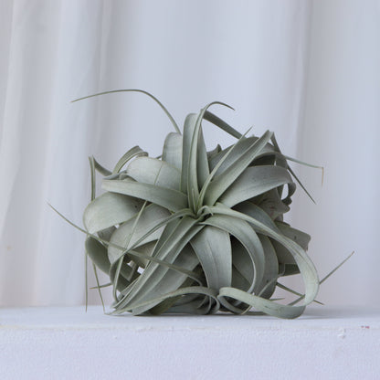 xerographica