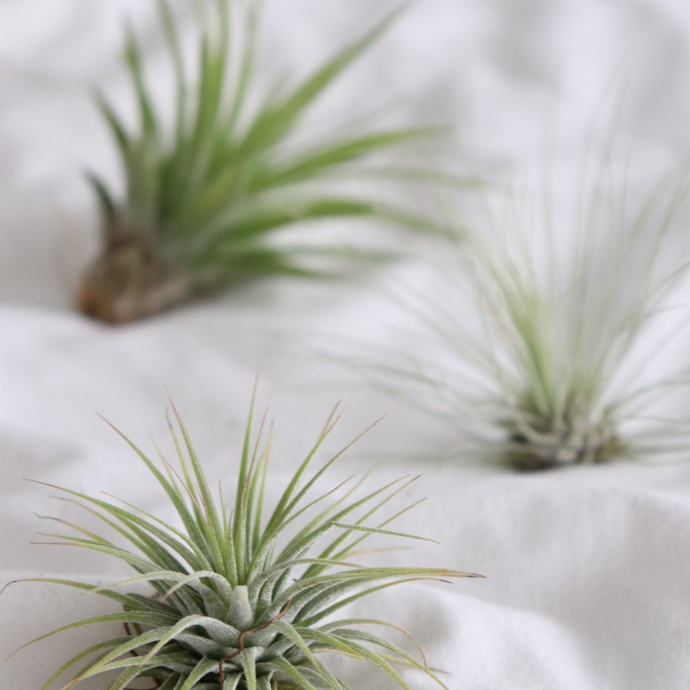 plantas de aire tillandsia para detalles de empresa para regalos de boda