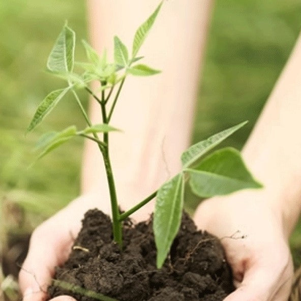 planta un arbol, imagen vertical