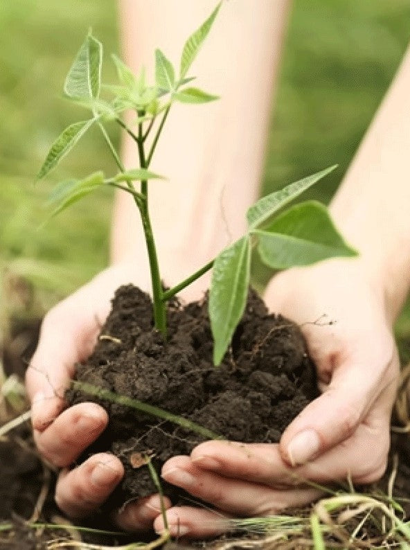 planta un arbol, imagen vertical
