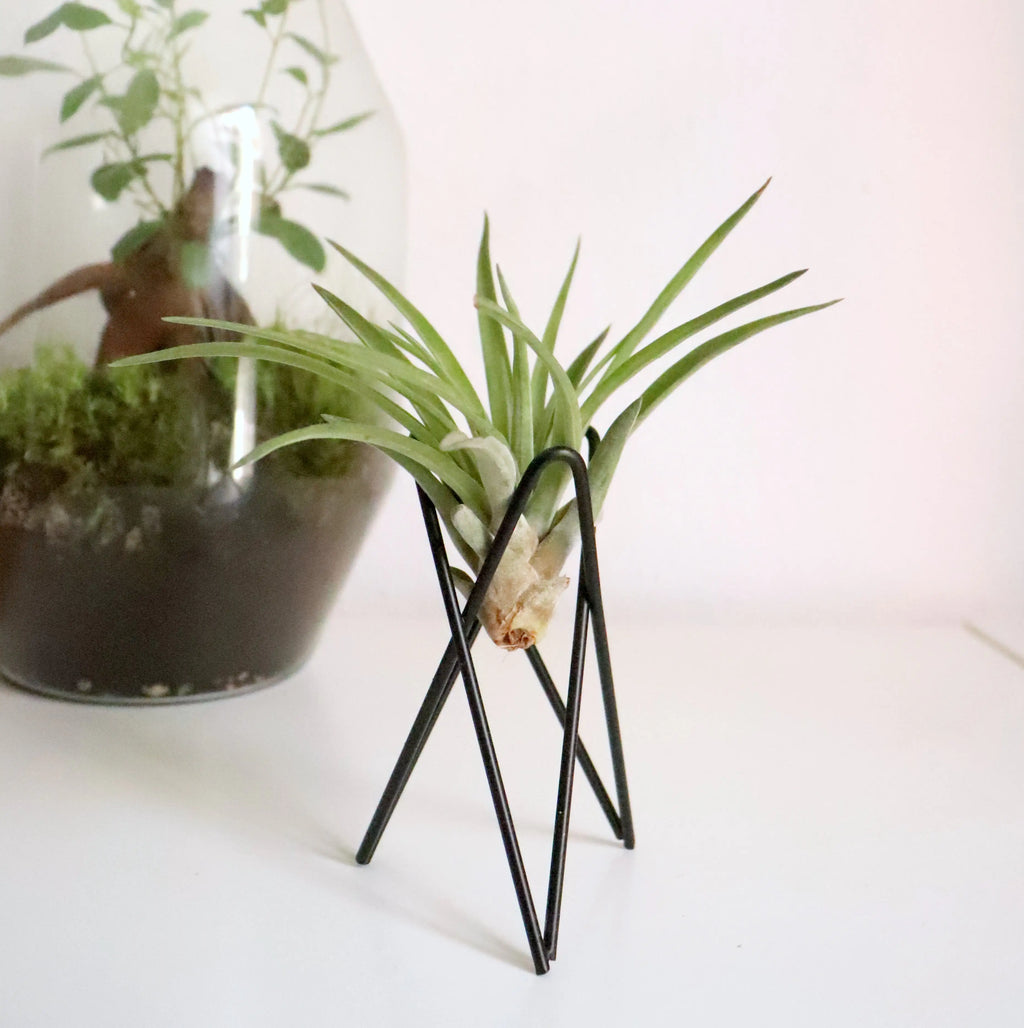 Soporte negro para planta de aire multiflora