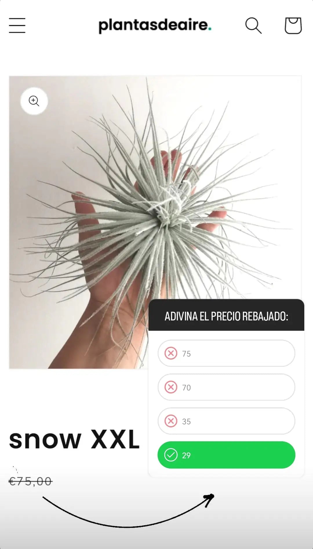 Captura de instagram de la Tillandsia Snow xxl (encuesta de precio rebajado)
