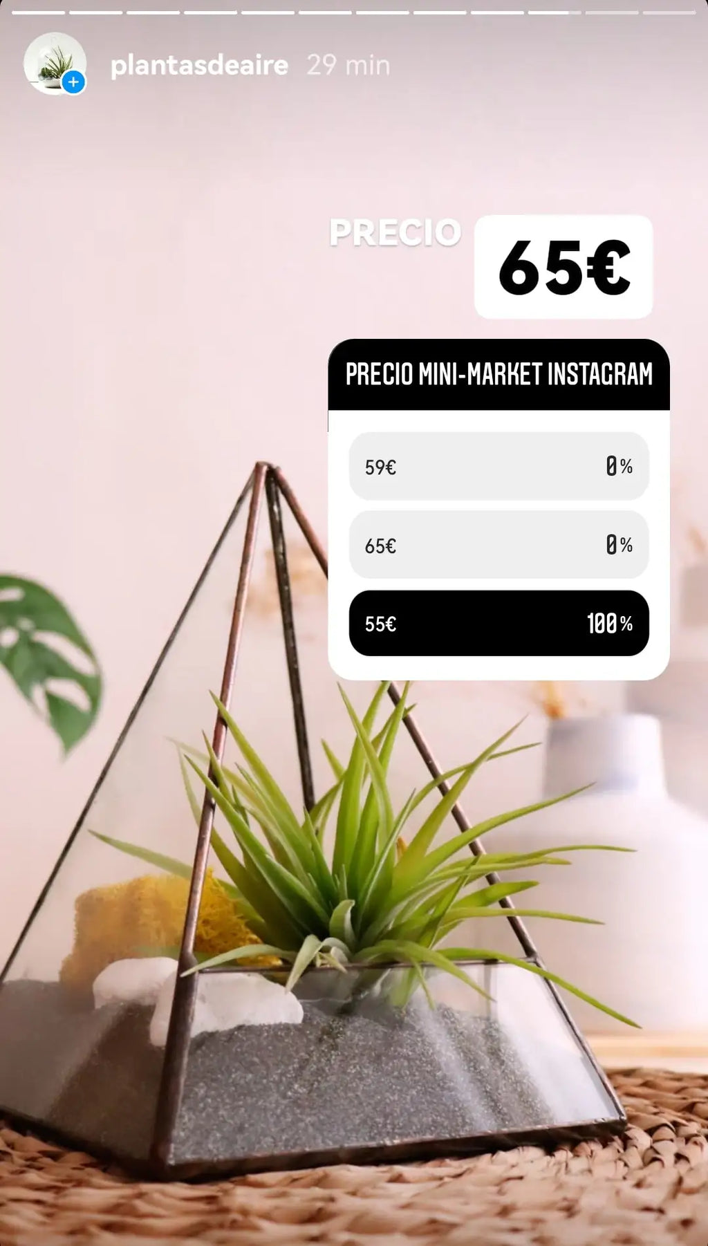 Captura de antalla de instagram plantasdeaire. En la imagen se muestra un terrario piramide por 65€ y una encuenta sobre cual cree el público que es el precio en el mini-market de instagram