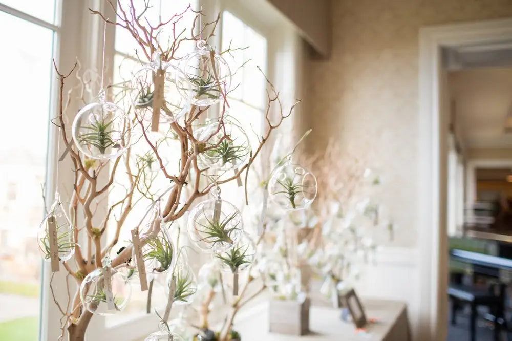 Árbol de terrarios de plantas de aire terrarium 