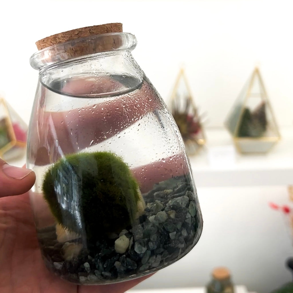 Alga marimo moss ball en tarro de cristal con corcho y piedras decorativas. Plantas de Aire Gijón