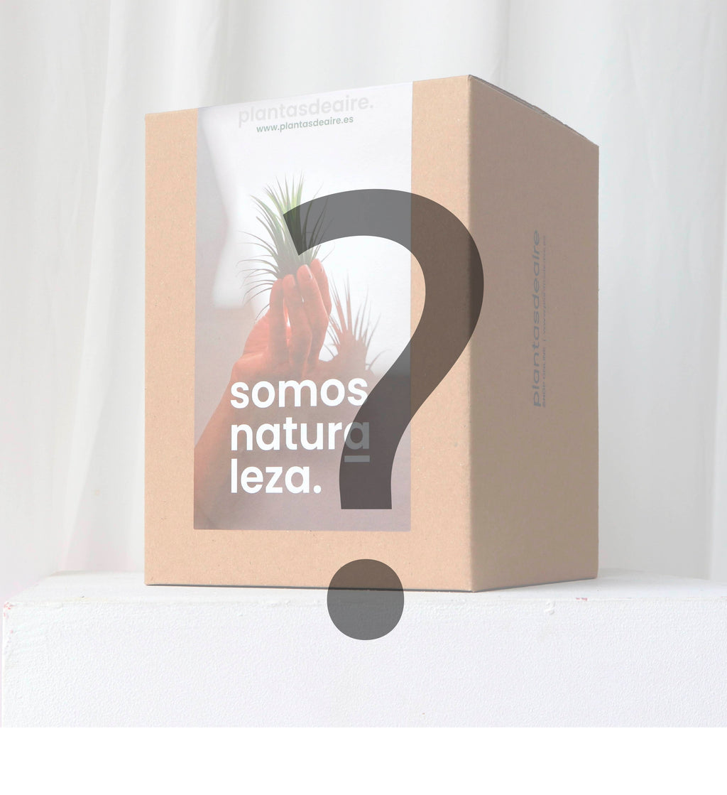 Caja mmisteriosa con una planta de aire sorpresa. Gijón