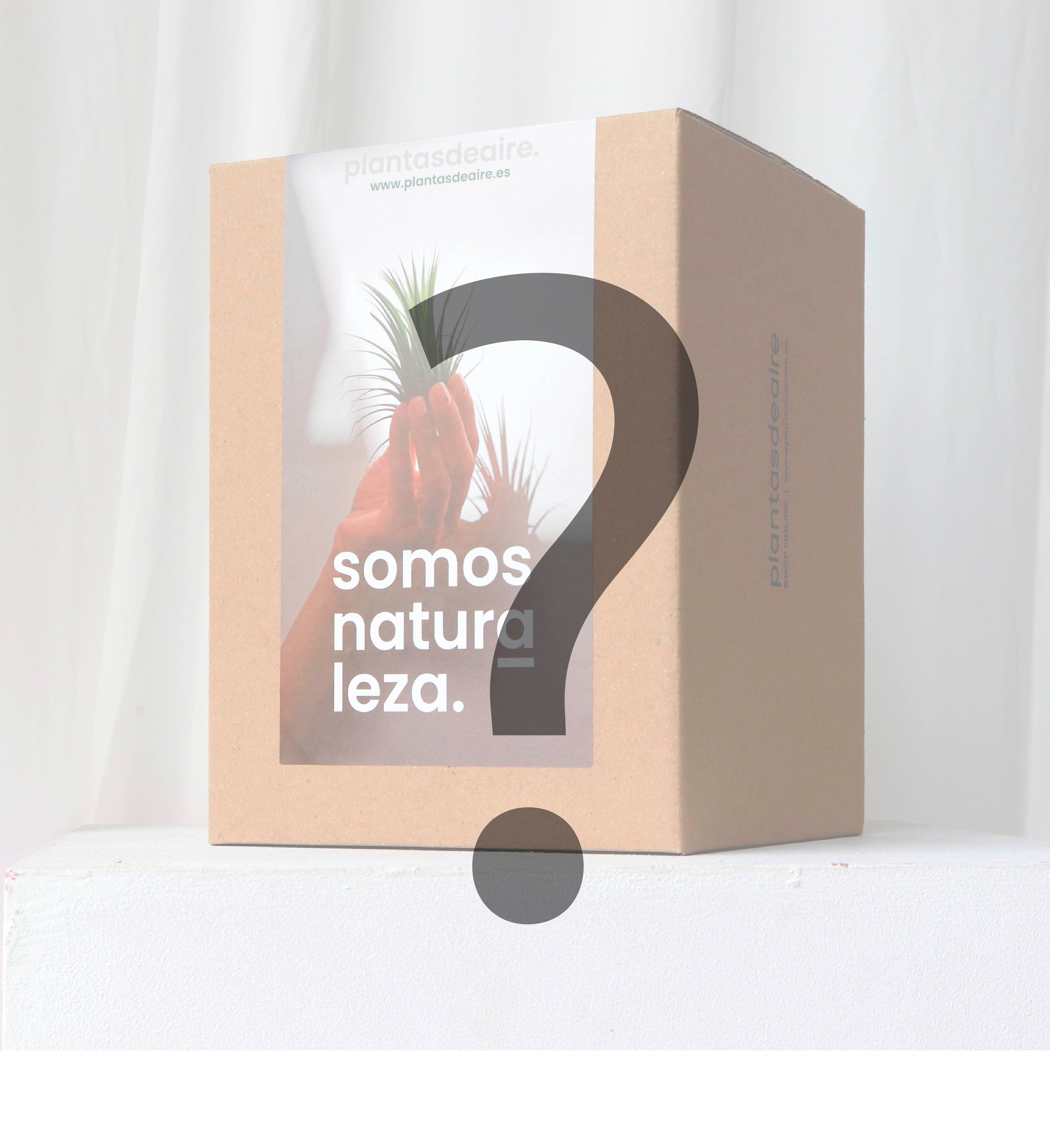 Caja mmisteriosa con una planta de aire sorpresa. Gijón