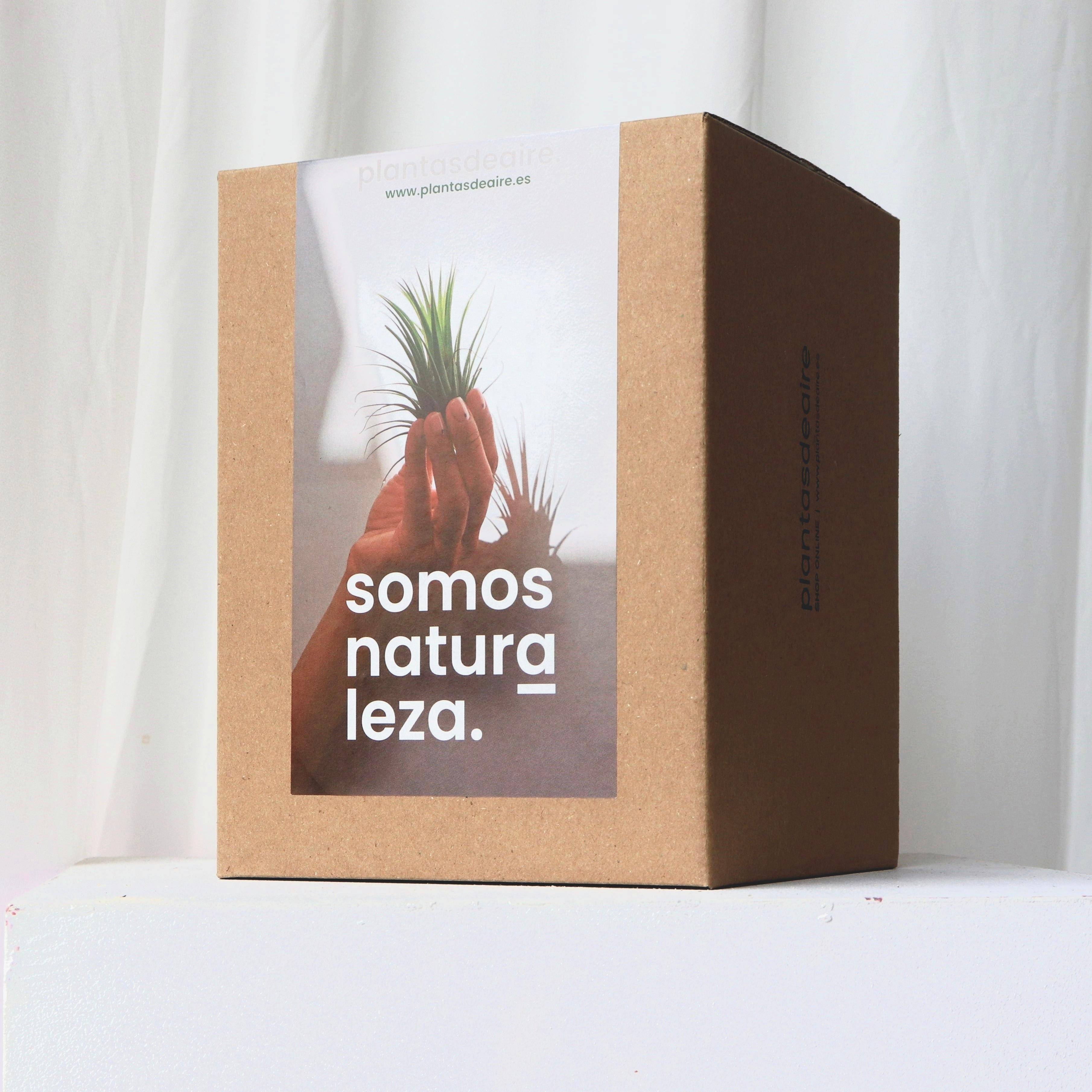 Caja para plantas de aire Gijón Asturias