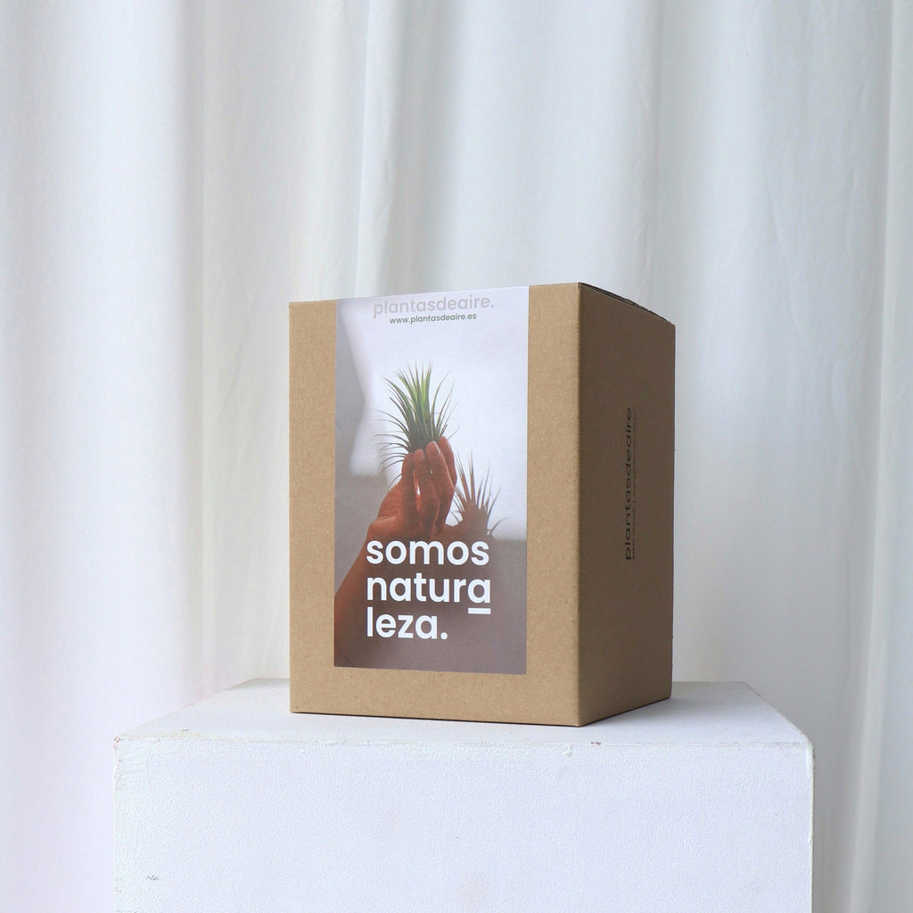 Caja plantas de aire 