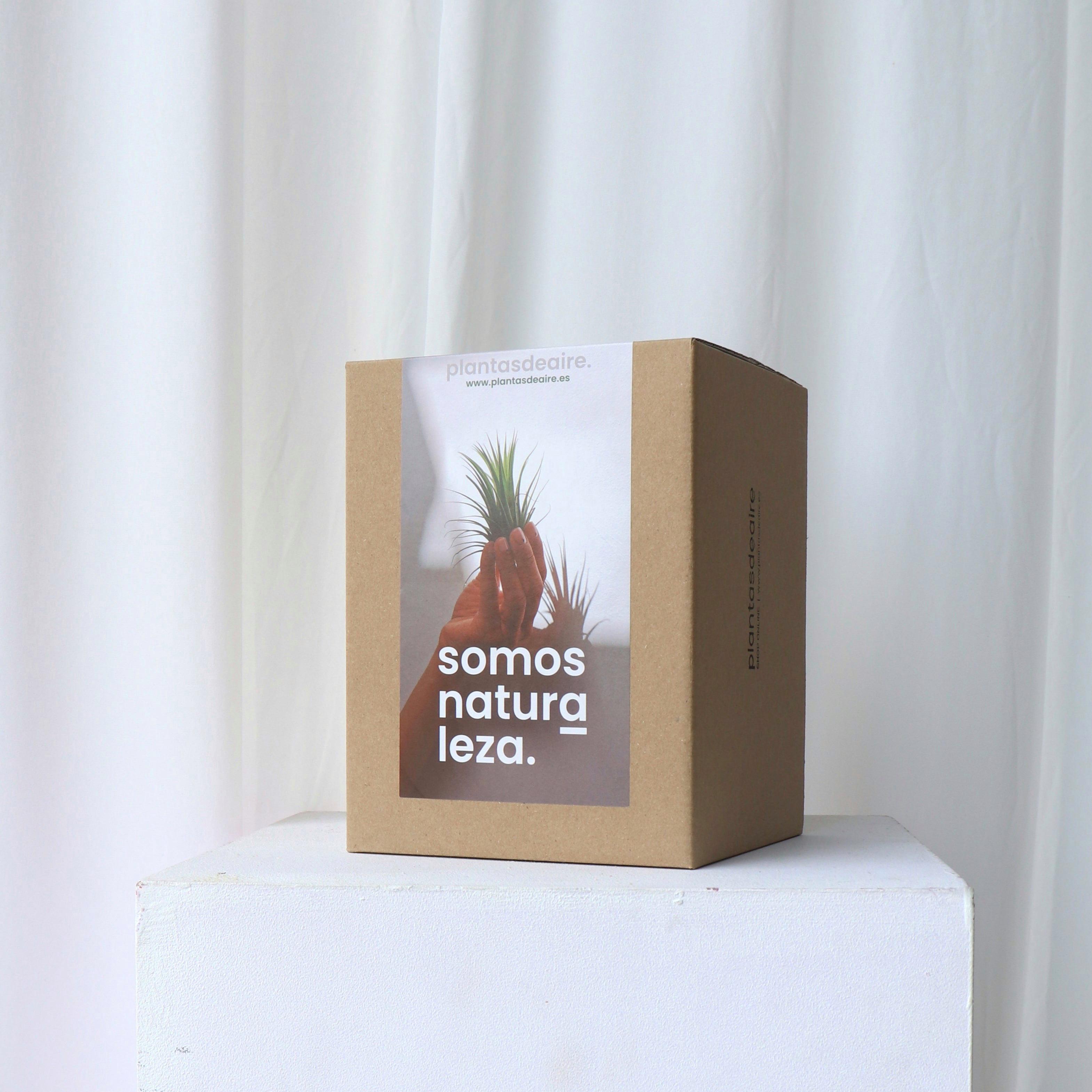 Caja plantas de aire 