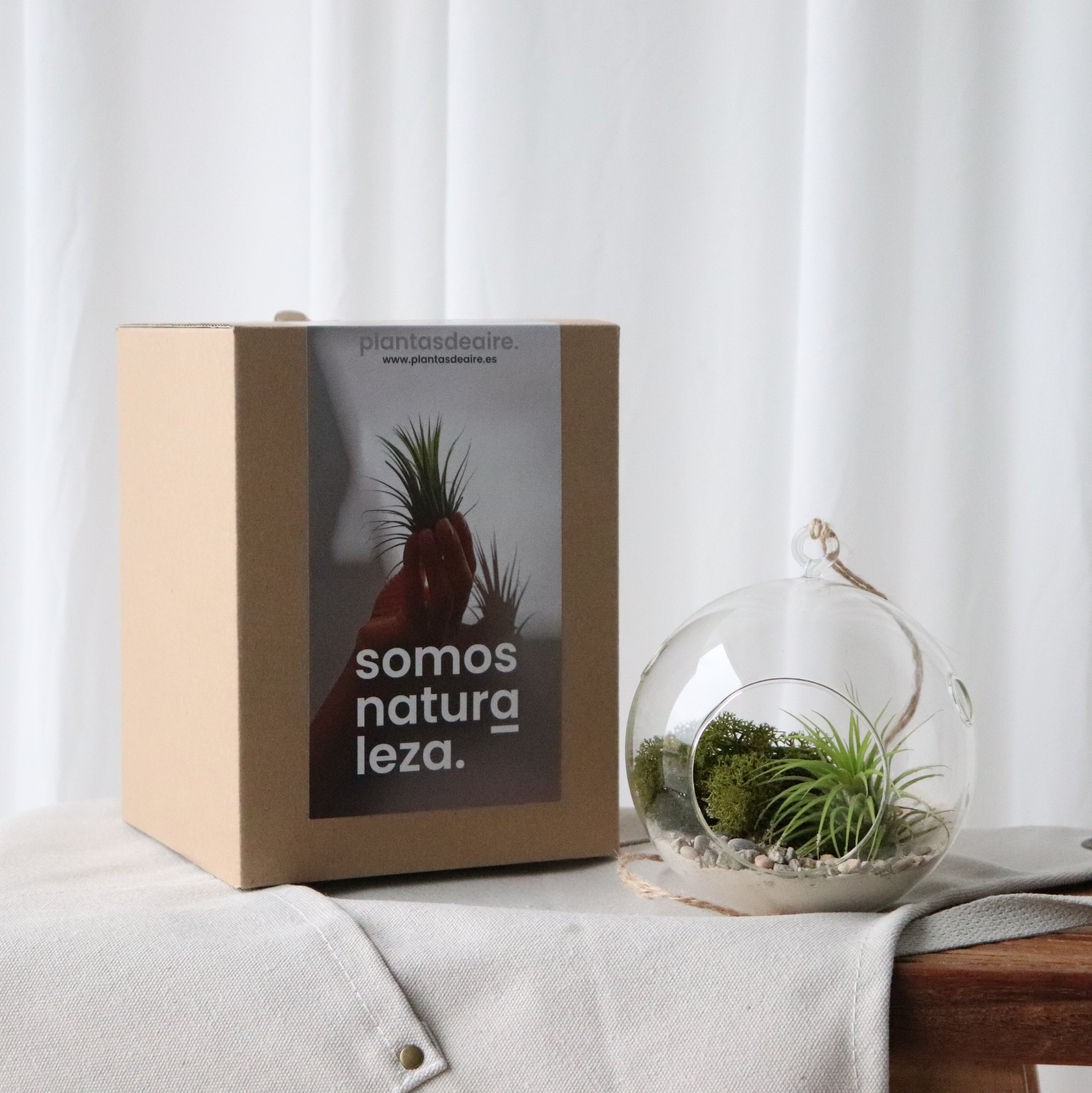 Caja terrario de la tienda de Gijón Plantas de Aire