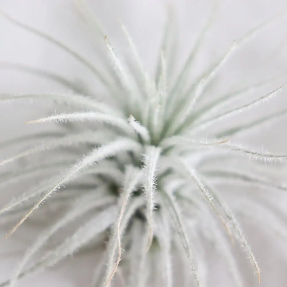 detalle hojas planta tillandsia tectorum snow