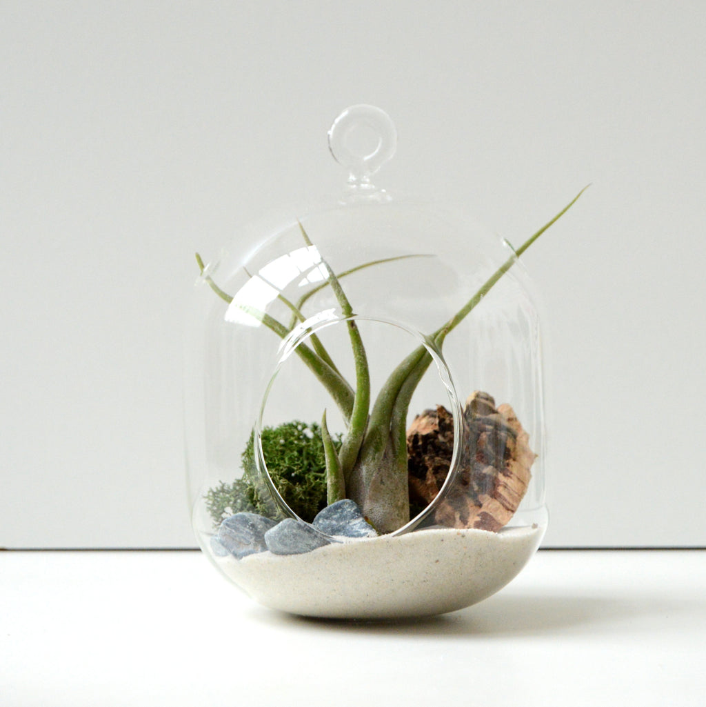Terrario de cristal colgante forma de buzo con planta de aire tillandsia caput medusaey liquen preservado, ideal para regalo original ecologico o para decorar el hogar