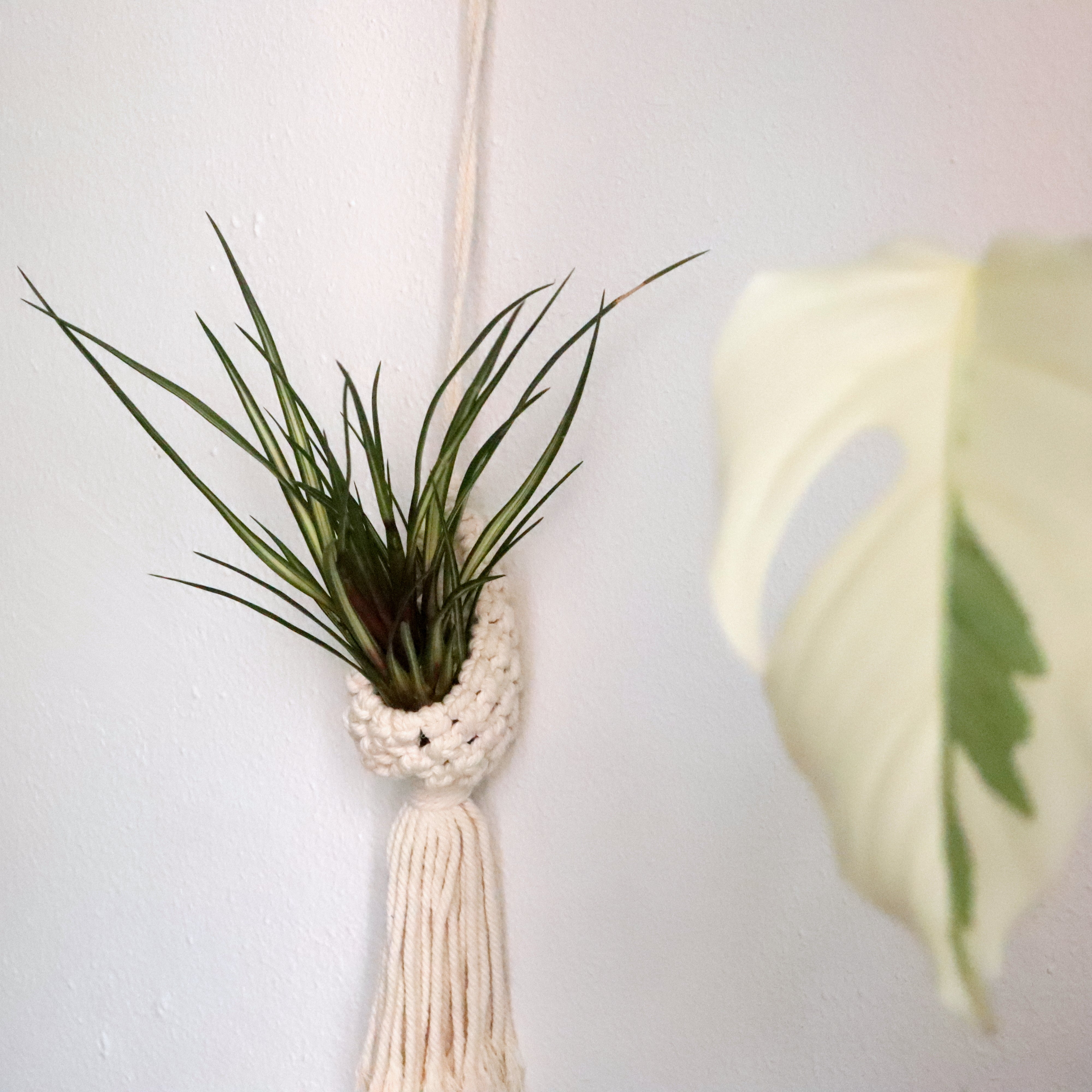 Colgador macramé variegada