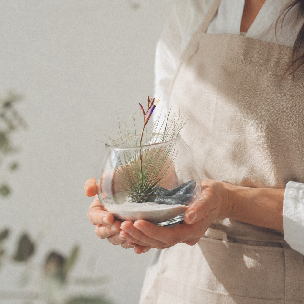Planta de aire argentea