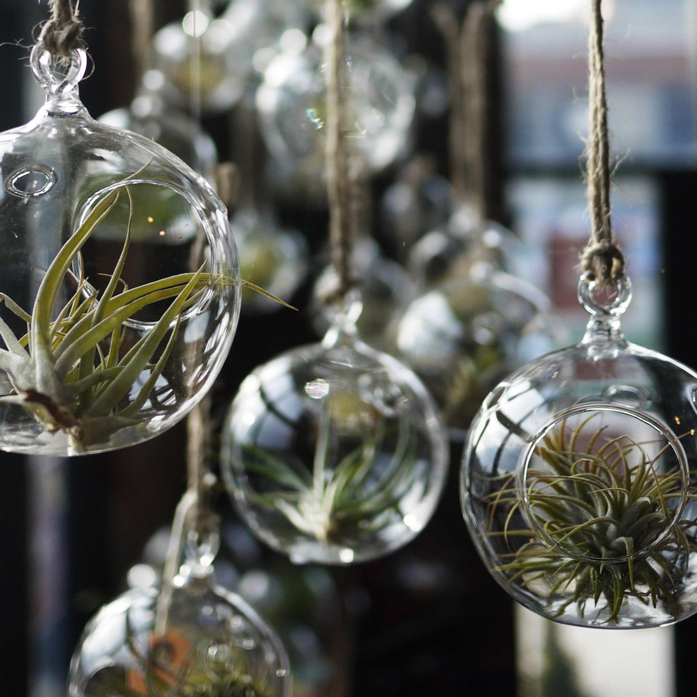 plantas de aire en mini terrarium Gijón