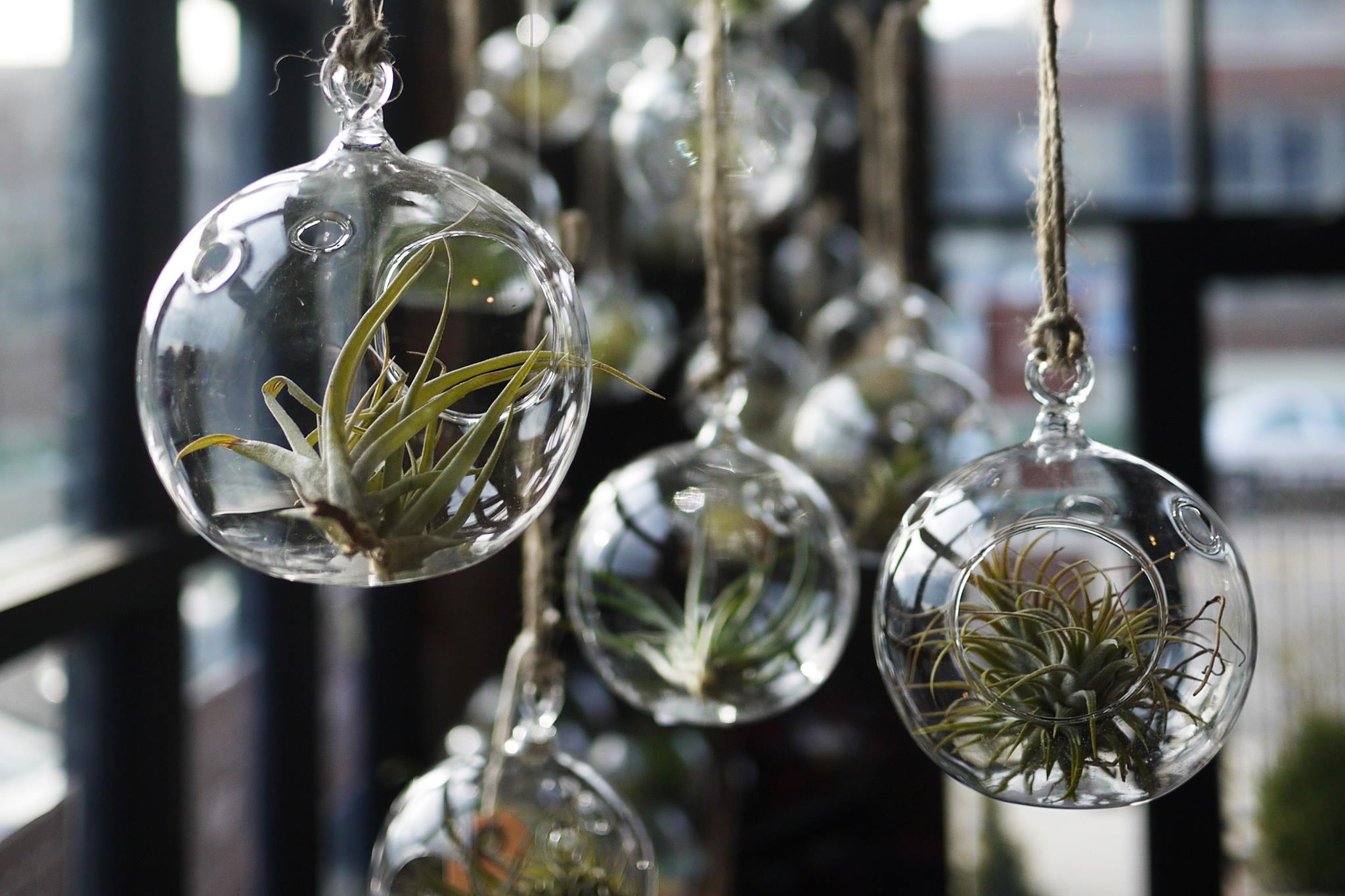 Paack 04 mini terrariums de cristal, colgados del techo, con plantas de aire