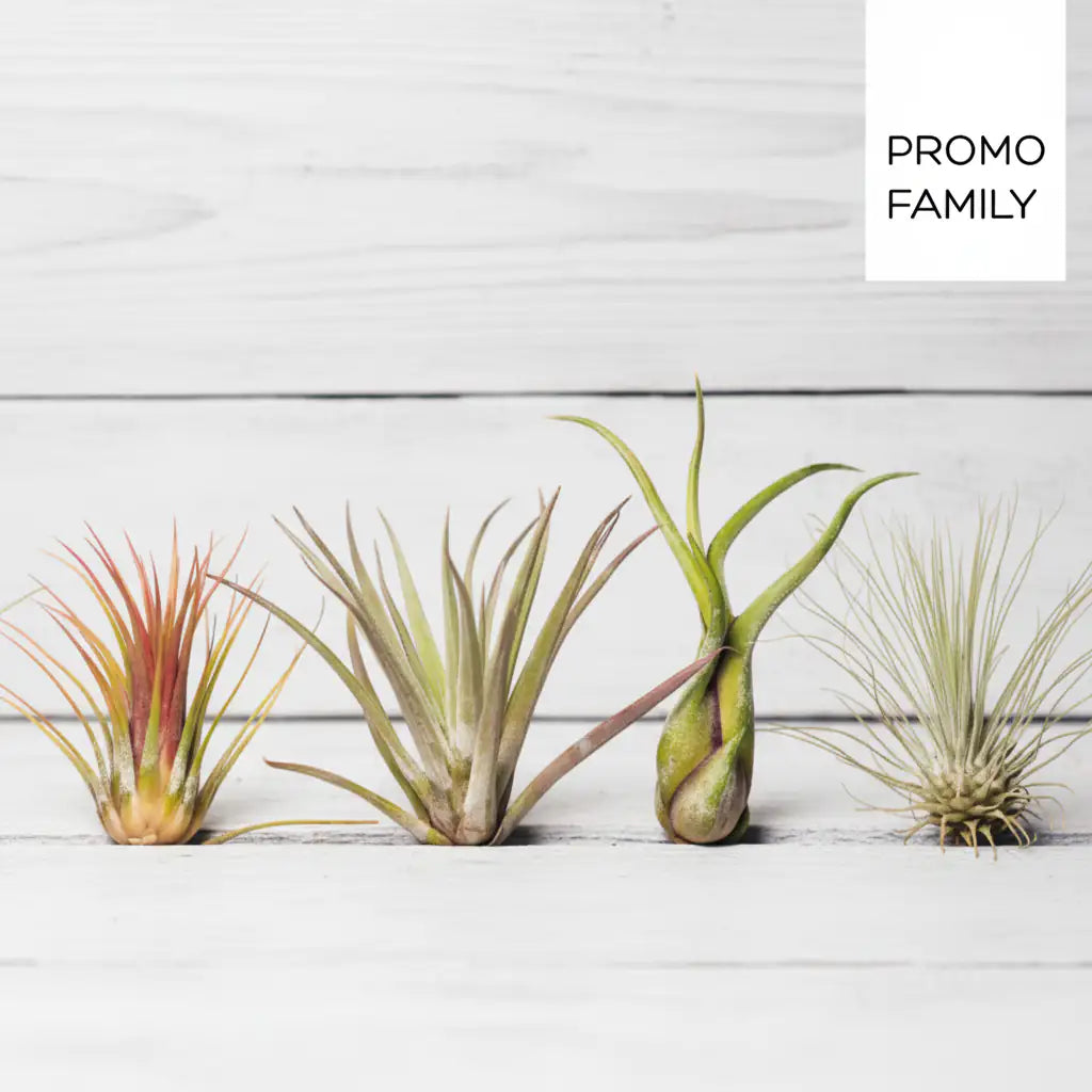 illandsias de diferentes formas y colores con el texto "PROMO FAMILY".