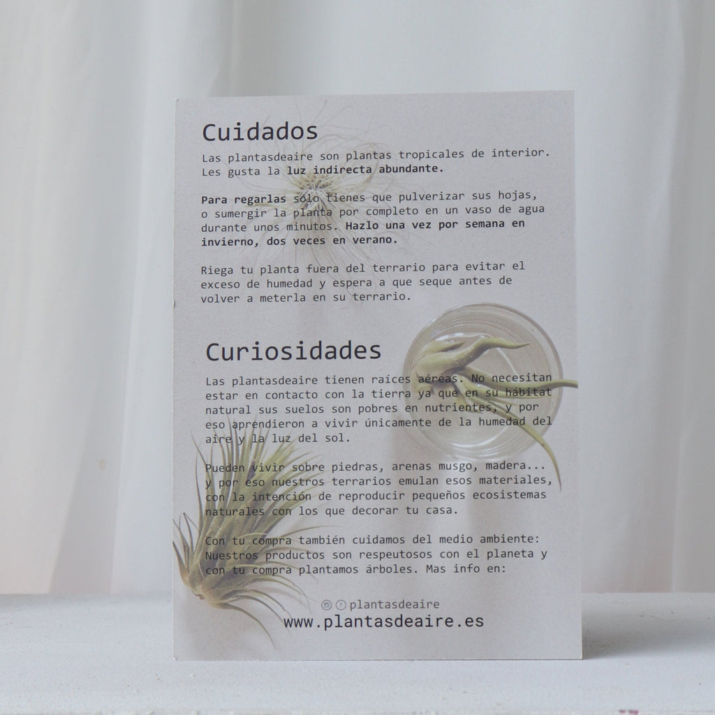 Papel informativo de los cuidados y cuiriosidades a cerca de las plantas de aire que vende la tienda de Plantas de Aire en Gijón. Este papel se añade junto con los productos en cada entrega.