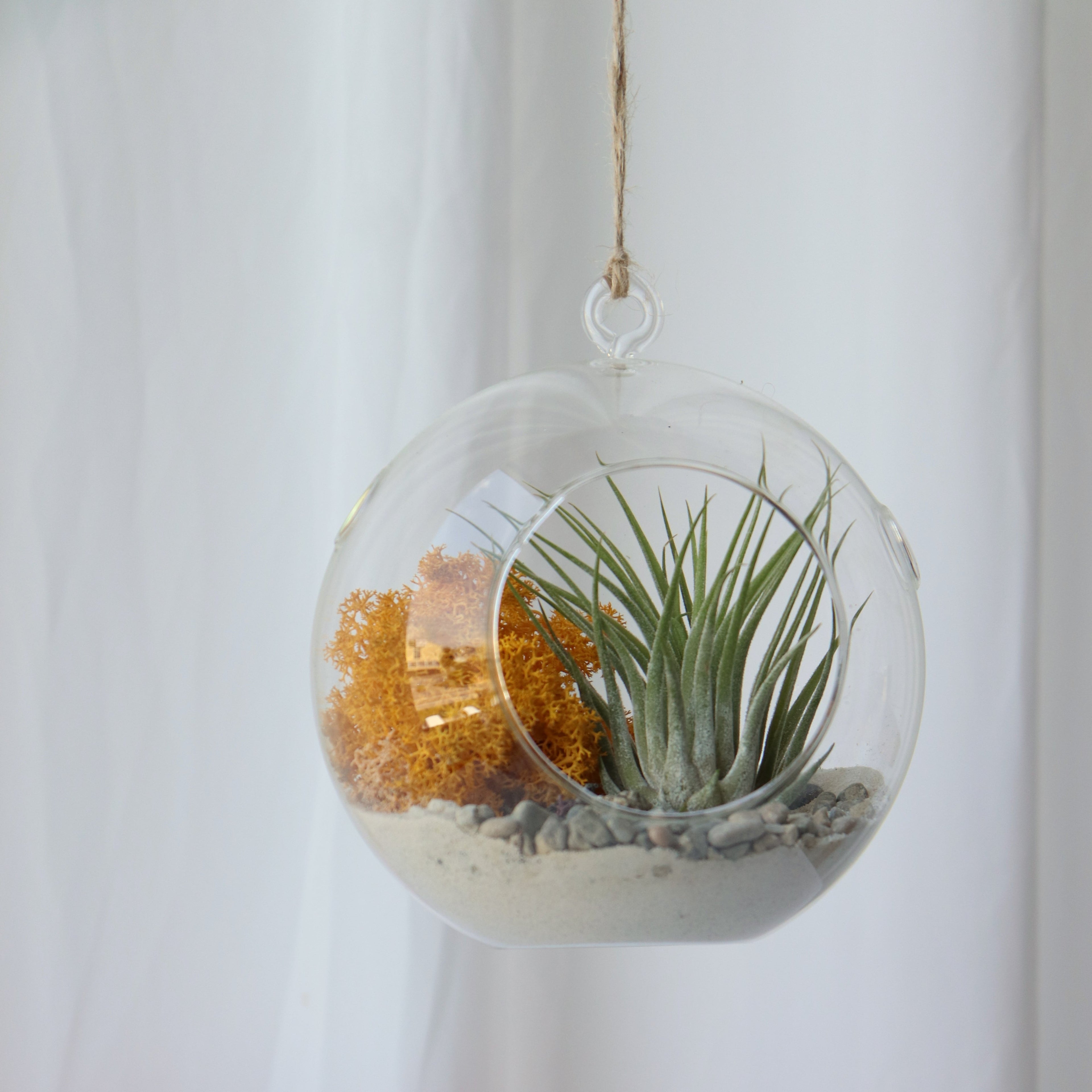 Planta de aire en terrario esférico colgante
