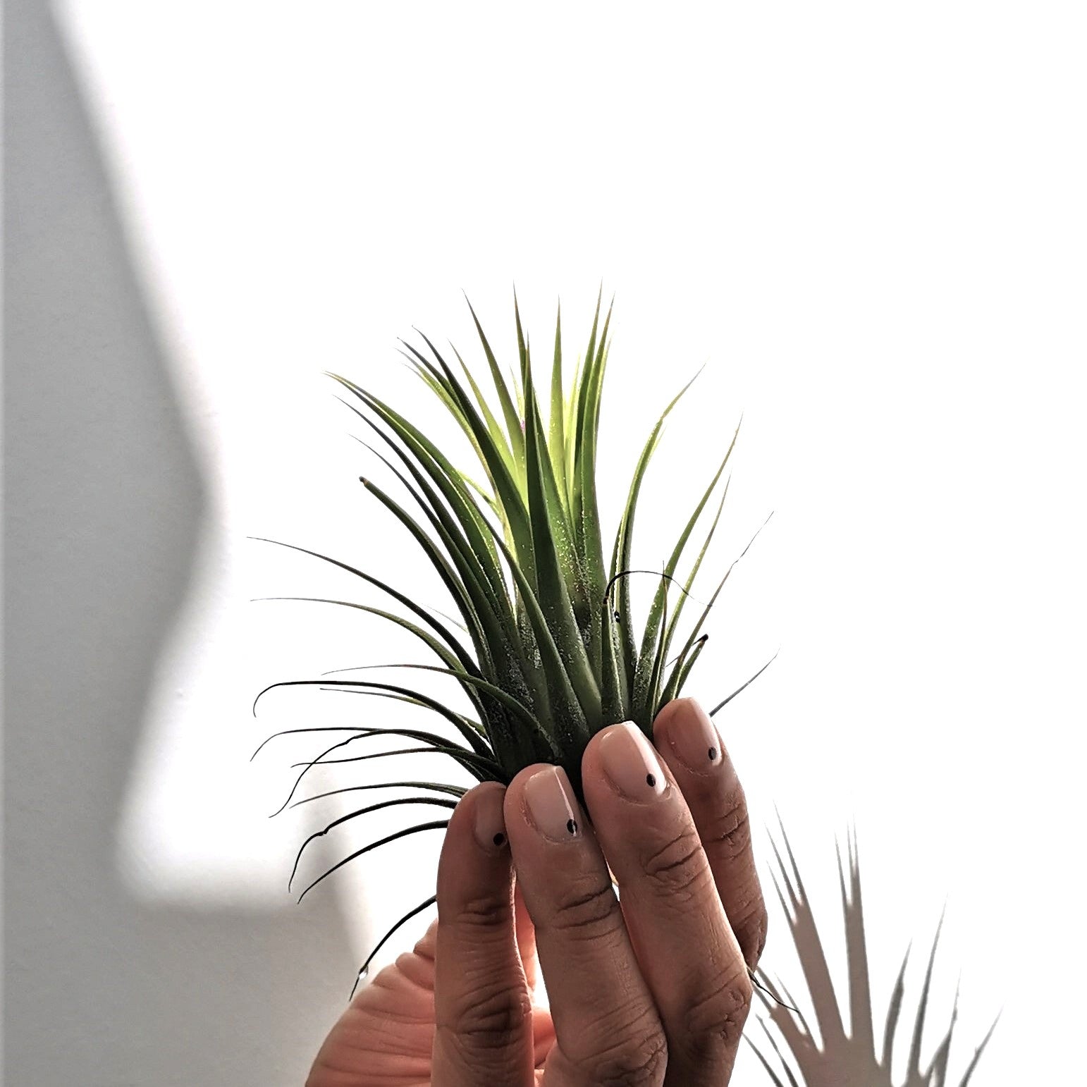 Tillandsia Ionantha Kolbii mostrando sus hojas puntiagudas y verdes bajo una luz que proyecta sombras marcadas sobre un fondo blanco.