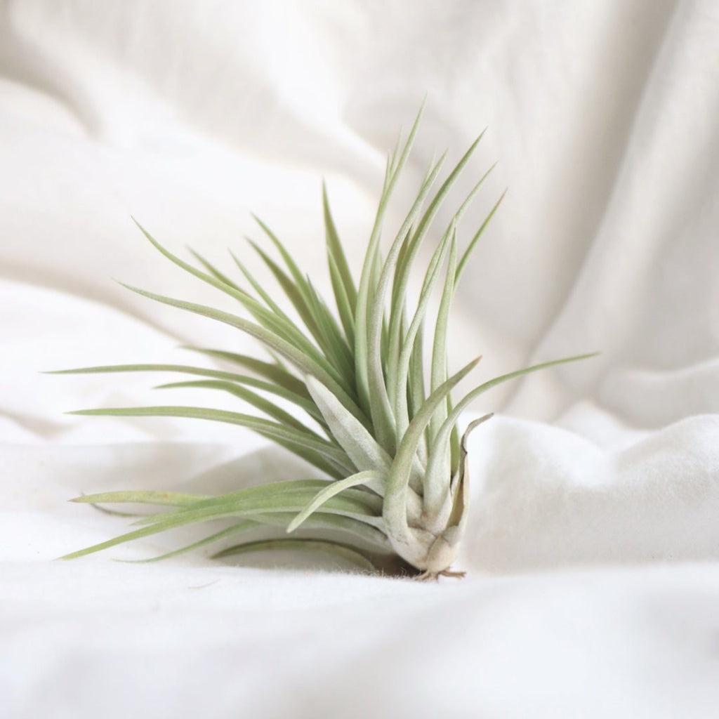 Imagen de una planta de aire Multiflora de cerca