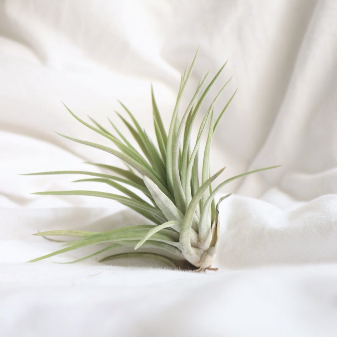 Imagen de una planta de aire Multiflora de cerca