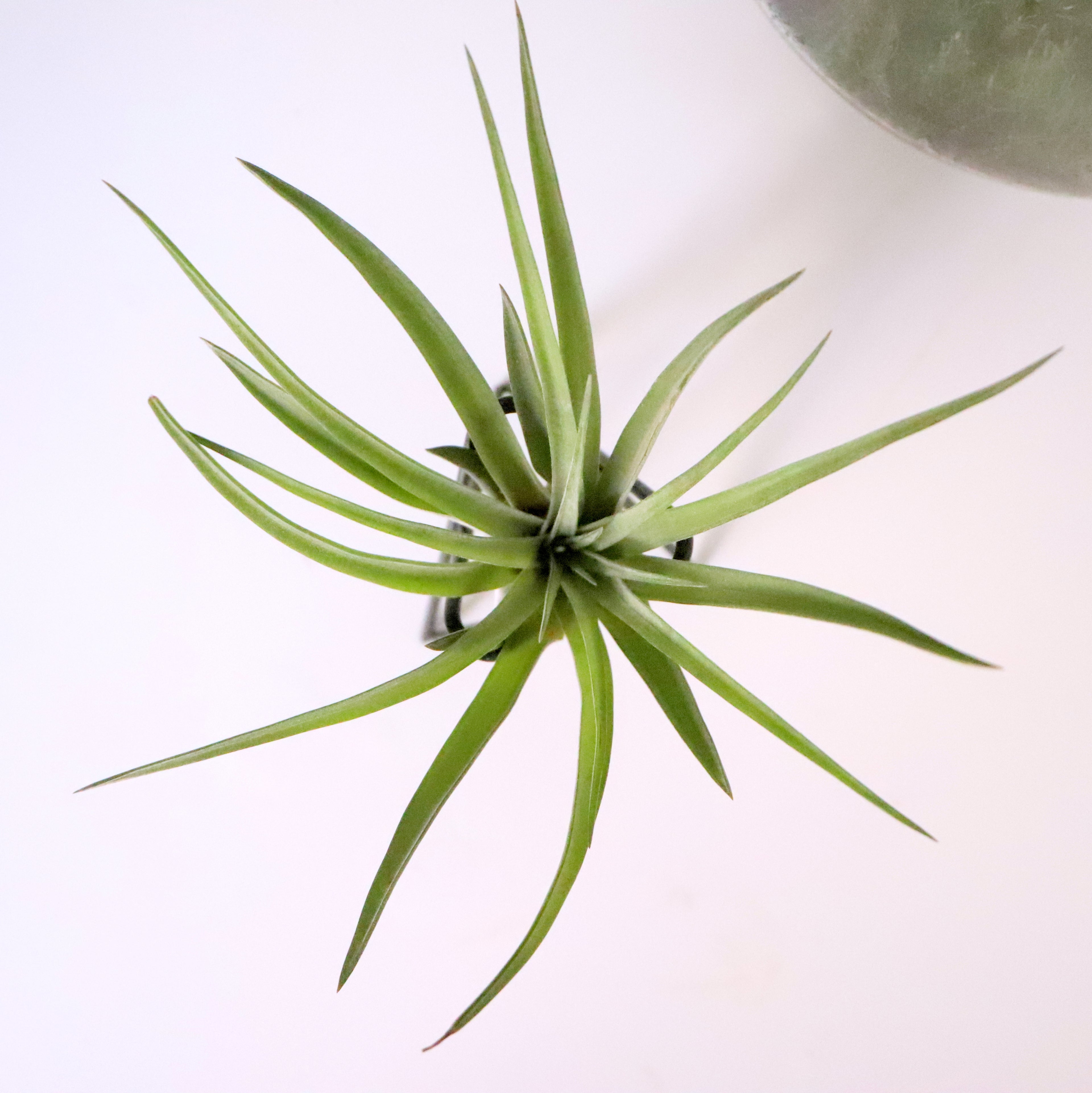 Air Holder Multiflora